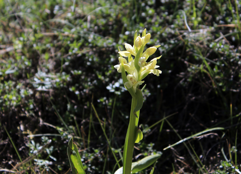 2016-05-05_135331 sardinien-2016.jpg - Wanderung im Monte-Limbara-Gebirge